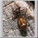 Synageles venator - Springspinne 08 4mm.jpg